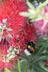 Searching for pollen