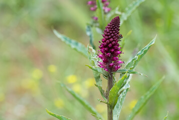 photos of wild plants and medicinal plants