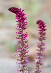photos of wild plants and medicinal plants