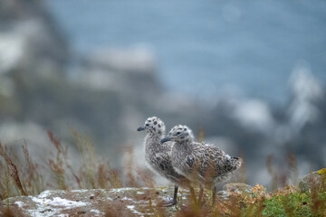 two gull chick wondering around on Saltee island, Ireland