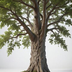 Fototapeta premium Dense foliage surrounds a sleek, isolated tree with intricate bark details on white background, foliage, botanical, high definition