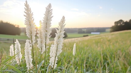 Fototapeta premium Sunset over rural field, tall grass foreground, peaceful landscape, nature photography, ideal for calm backgrounds