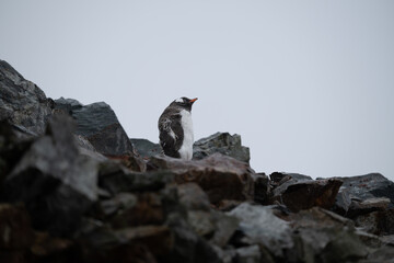 Young Gentoo Penguin keeping warm whilst it still replaces it baby feathers
