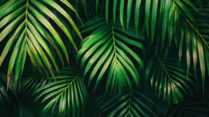 Lush green palm leaves create vibrant tropical backdrop, showcasing nature beauty and tranquility. interplay of light and shadow enhances rich textures and colors