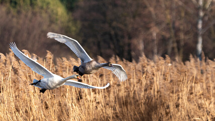 Swans at flight © Tomasz