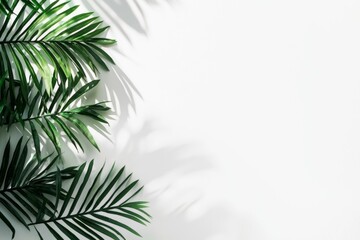 Obraz premium Vibrant green palm leaves create intricate shadows on a bright white background, enhancing a minimalist design. The natural pattern adds a tropical and serene atmosphere
