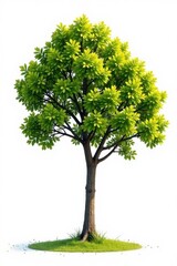Fototapeta premium Single tree against white background , solitude, trees, isolated