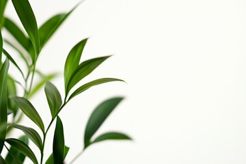 Fototapeta premium Vibrant green leaves of a houseplant create a refreshing contrast against a clean white background, offering a serene and natural aesthetic