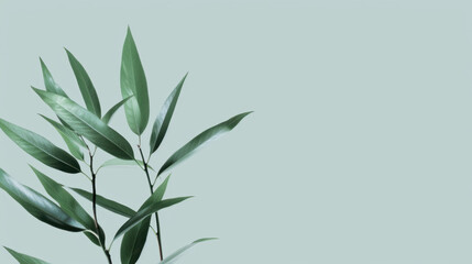 Fototapeta premium green plant with long leaves against soft pastel background, creating serene and calming atmosphere. Perfect for nature themed designs