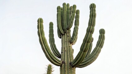 Saguaro Cactus Against White Sky