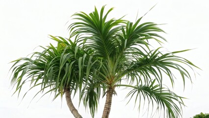 Fototapeta premium Tropical Palm Trees against White Background