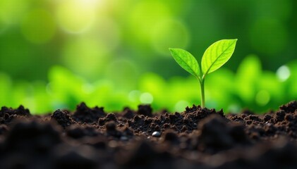 Leafy greens in a soil with roots growing, farming, nature