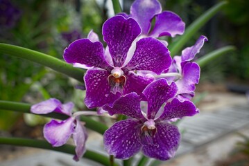 Vibrant Purple Orchids in Bloom