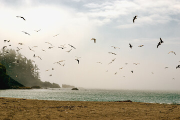 Seagulls in Flight Over a Misty Pacific Beach