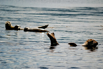 Harbour Seals Resting in Calm Ocean with Sunlit Reflections