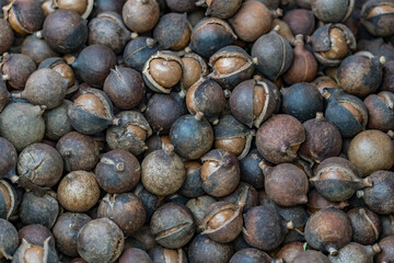 Tropical Farms Macadamia Nuts, Honolulu Oahu Hawaii. Queensland nut, bush nut, maroochi nut, bauple nut, Hawaii nut. Macadamia is a genus of four species of trees in the family Proteaceae.