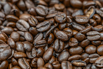 Coffee Beans，Tropical Farms Macadamia Nuts, Honolulu Oahu Hawaii.  Coffea arabica / Arabica coffee, is a species of flowering plant in the coffee and madder family Rubiaceae.