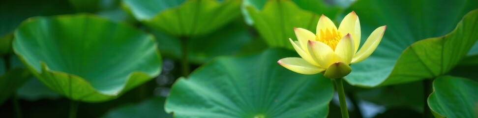 Fototapeta premium Green water lily plant with yellow bloom , green, lily , bloom