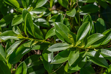 Kaihalulu Beach, Turtle Bay, Kahuku, North Shore, Oahu Hawaii. Myoporum sandwicense,  naio, bastard sandalwood or false sandalwood is a species of flowering plant in the figwort family, 