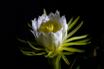 ドラゴンフルーツの花