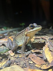 Frog at night