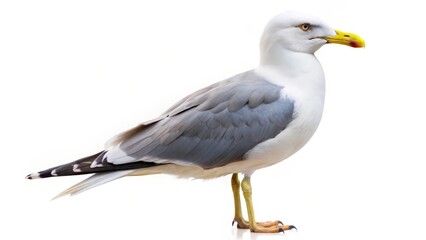 Obraz premium Seagull on White Background