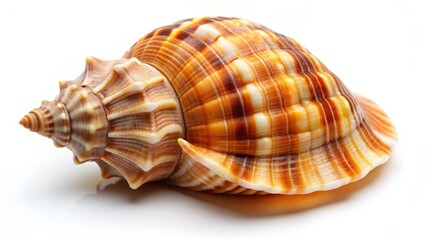Obraz premium Seashell on White Background