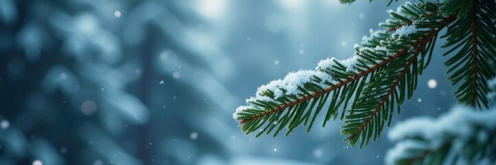Obraz premium Snowflakes swirl around a fir tree's frosty leaves, stillness, leaves