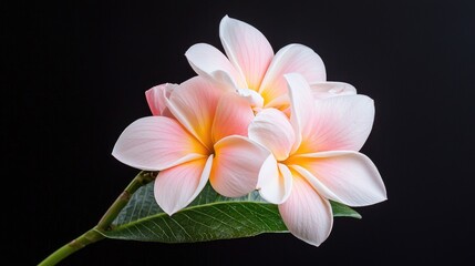 Fototapeta premium Pink plumeria flowers against black background, floral beauty, nature photography, for spa or wellness