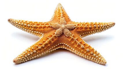 Orange Starfish on White Background