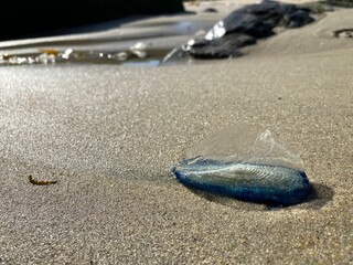 A Portuguese Man o' War, also called Bluebottle, washed up on a beach in California