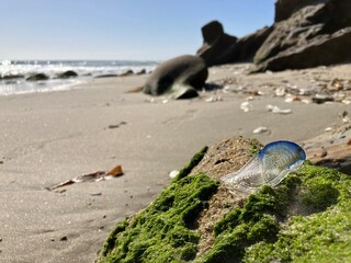 A Portuguese Man o' War, also called Bluebottle, sits on a rocks after washing ashore on a beach in California