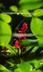 Red flower behind green foliage