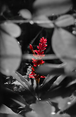 Colour isolate of a red flower