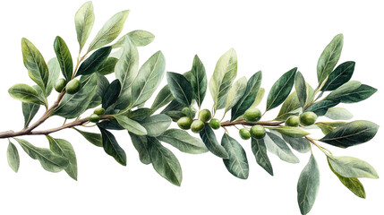 Olive Branch Watercolor: A lush watercolor painting of an olive branch, showcasing vibrant green leaves and immature olives, perfect for adding a touch of Mediterranean elegance to your designs. 
