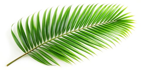 Obraz premium Palm Leaf on White Background