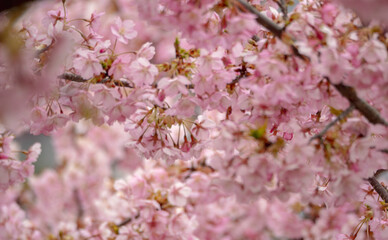 満開の桜の花