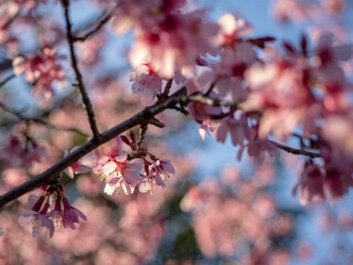 春の桜