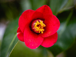 赤いつばきの花