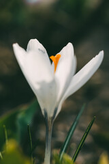 Fototapeta premium Close-up of a white crocus flower with vibrant orange stamen and shadow on the petal tiny insect under soft light. 