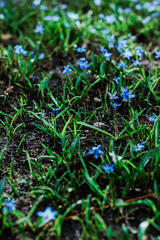  Close-up of vibrant blue wildflowers forests scattered across fresh green grass in a natural outdoor setting.
