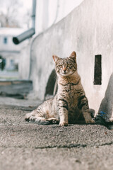 Obraz premium A wary striped tabby cat sits alert on a asphalt path near a white wall in daylight. 