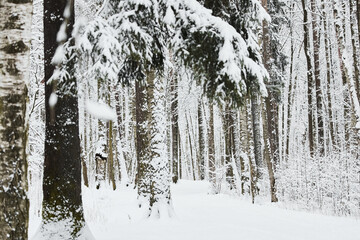 Fototapeta premium The heavy snowfall in a wild park, winter fairy tale in the forest, snow-covered tree branches, large flakes of snow are slowly falling, nobody, snow storm, blizzard