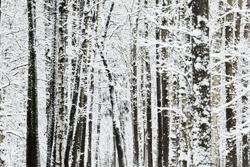 Obraz premium The heavy snowfall in a wild park, winter fairy tale in the forest, snow-covered tree branches, large flakes of snow are slowly falling, nobody, snow storm, blizzard