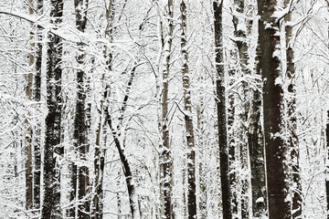 Obraz premium The heavy snowfall in a wild park, winter fairy tale in the forest, snow-covered tree branches, large flakes of snow are slowly falling, nobody, snow storm, blizzard