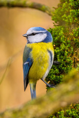 Obraz premium Blaumeise (blue tit) im Herbst, Winter auf einem Ast / Vogel 