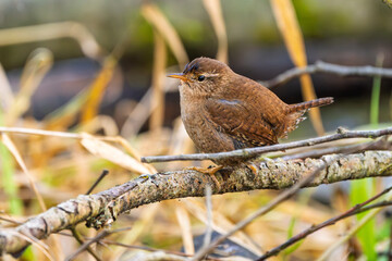 Zaunkönig (Eurasian wren) rastet und putz sein Gefieder auf einem Ast