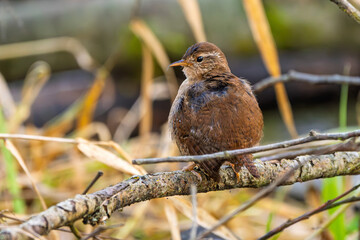 Zaunkönig (Eurasian wren) rastet und putz sein Gefieder auf einem Ast