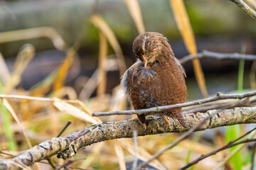 Zaunkönig (Eurasian wren) rastet und putz sein Gefieder auf einem Ast