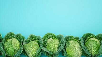 Fototapeta premium Lush Green Cabbage Field Under Clear Blue Sky
